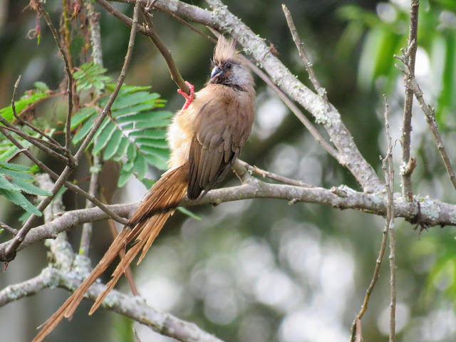 Speckled Mousebird on Uganda's Lake Bunyonyi Speckled Mousebird on Uganda's Lake Bunyonyi