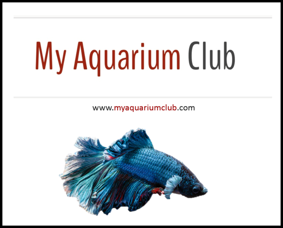 My Aquarium Club