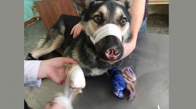 Gak Punya Hati! Sebelum Dibuang, Hidung dan 3 Kaki Anjing Malang Ini Dipotong Gak Punya Hati! Sebelum Dibuang, Hidung dan 3 Kaki Anjing Malang Ini Dipotong