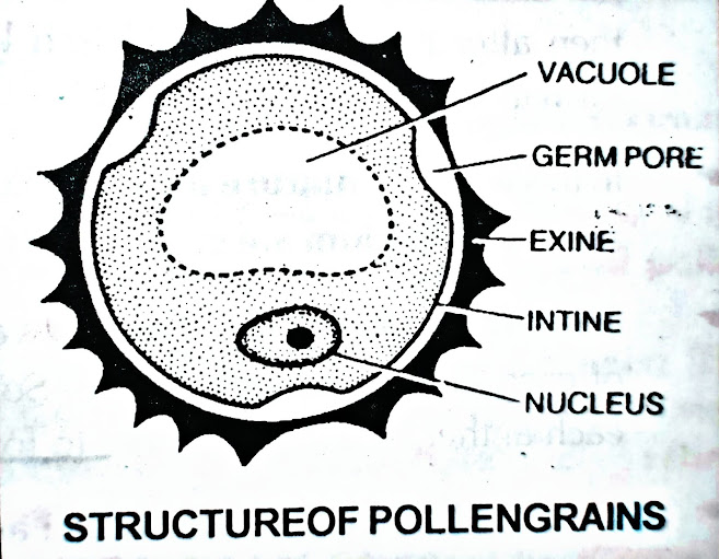 Pollen grain and their characteristics.