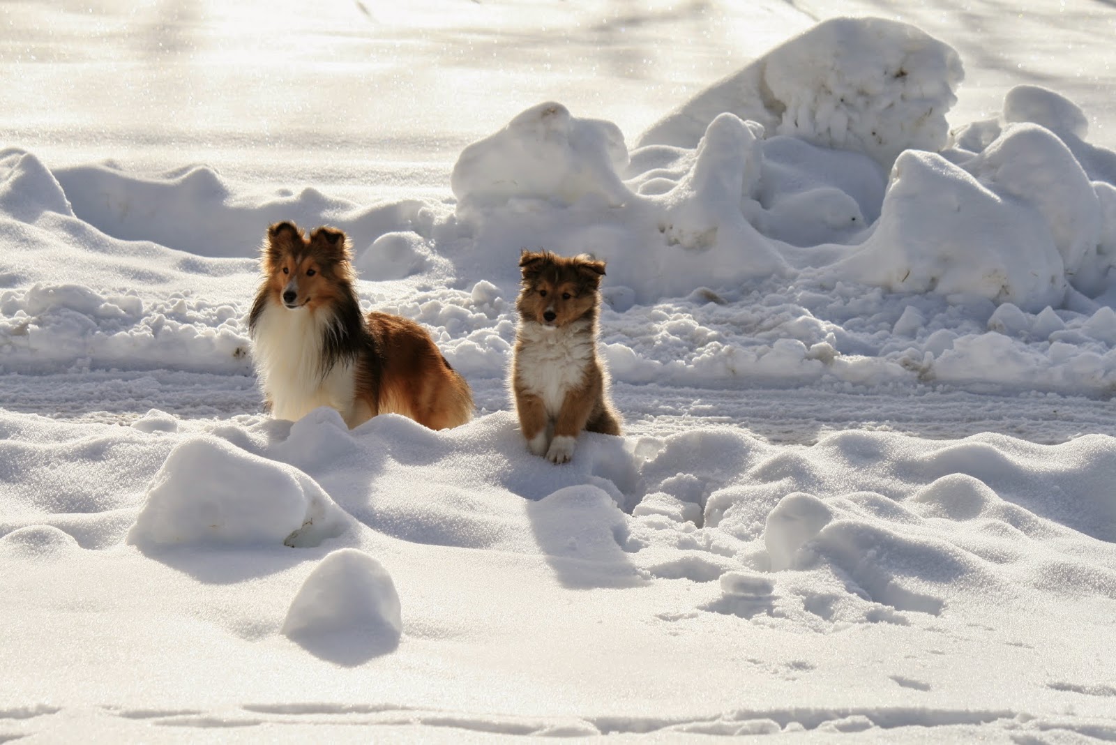 Hyper Hounds Shelties