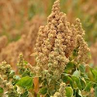 planta de quinoa