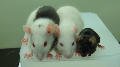 revertir las primeras etapas de la diabetes revertir las primeras etapas de la diabetes