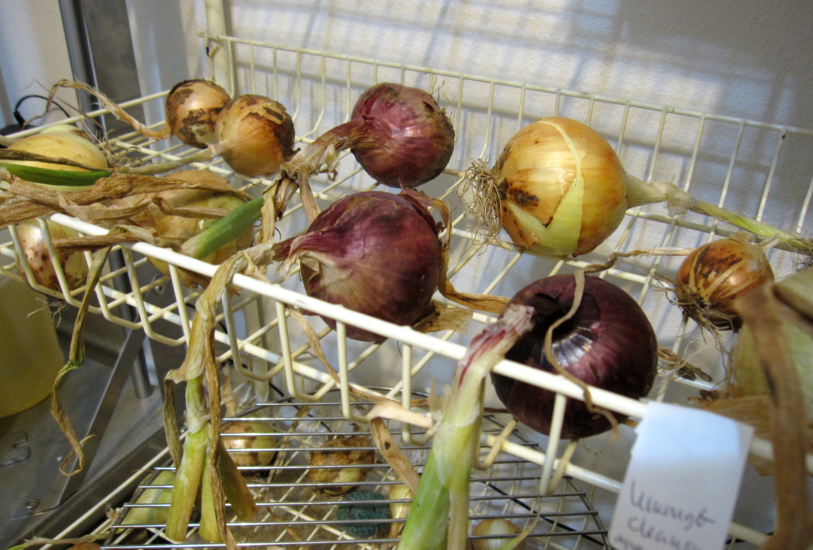 An Austin Homestead Curing Onions