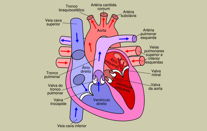 Bagian Jantung Yang Kaya Akan Oksigen - Berbagai Bagian ...