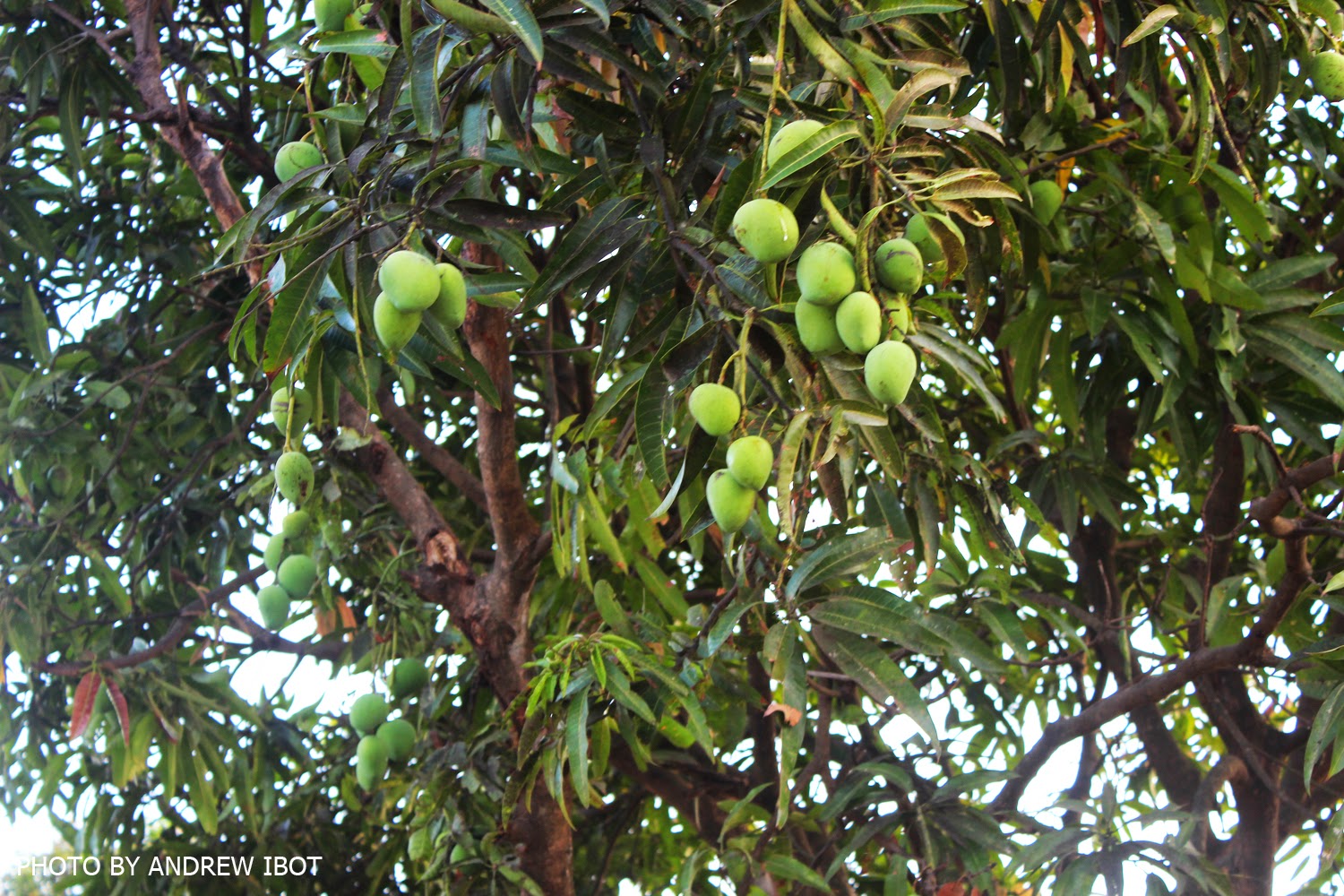 Ako si ANDREW IBOT! Mangga ( Mango ) (Mangifera indica Linn.)