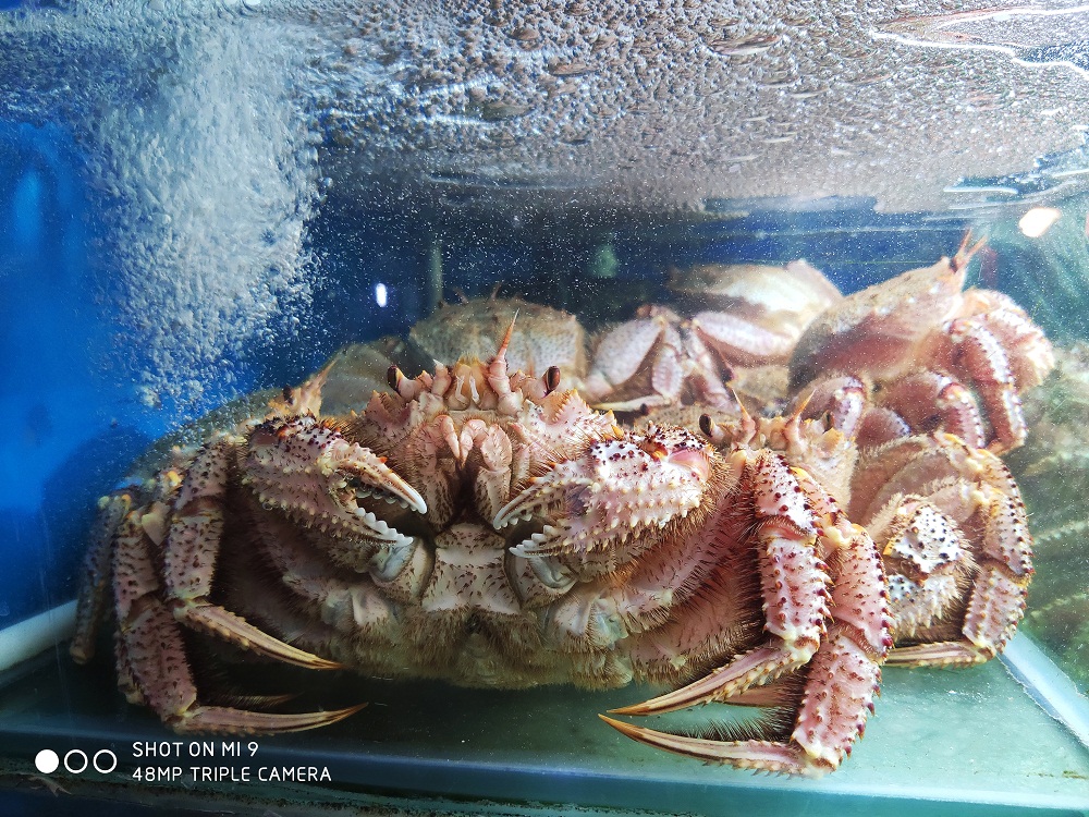 xiaomi mi 9 sample photos xiaomi mi 9 sample photos