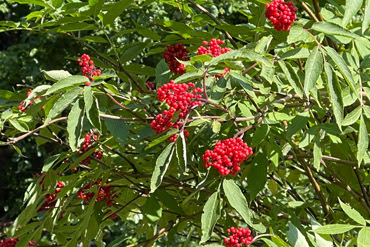 Sambucus racemosa (Sambuco rosso)