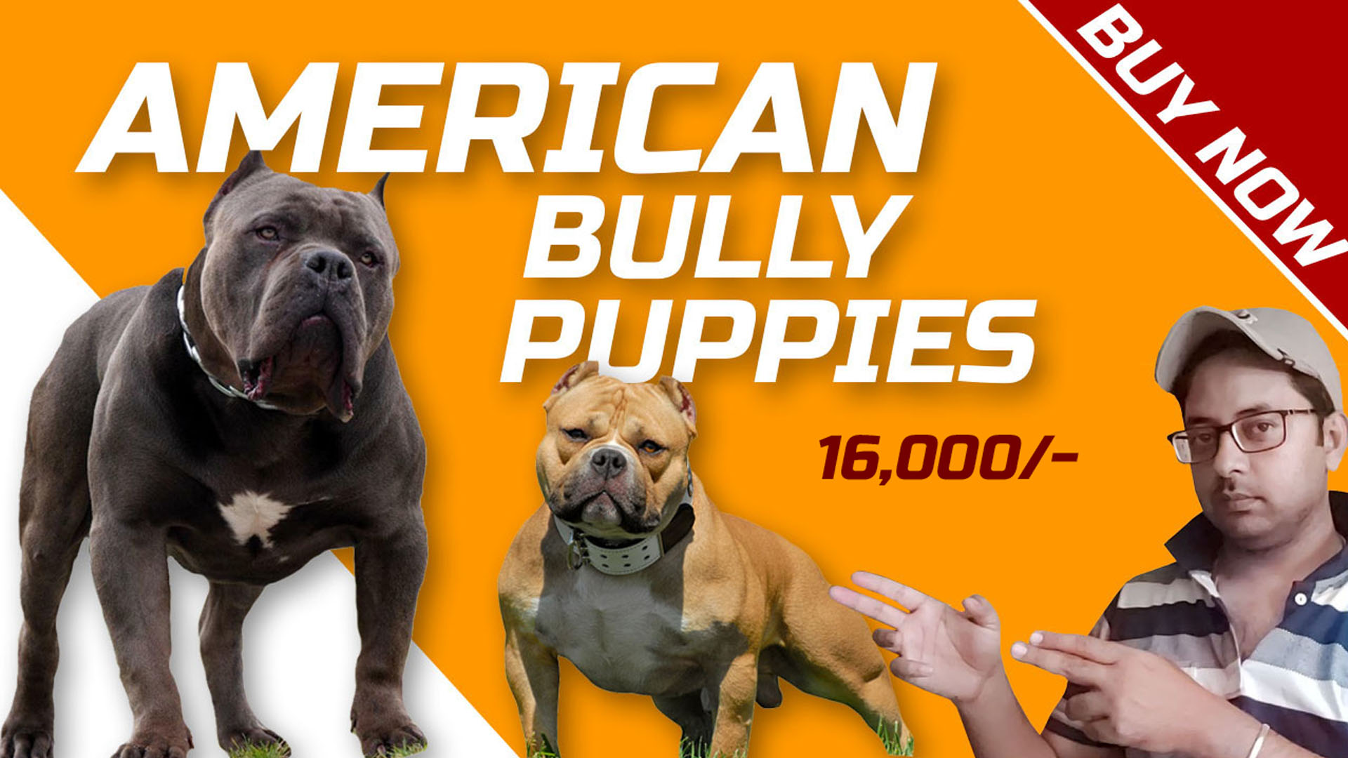 The American Bully standard size puppies in India American Bully Standards Breed Standards