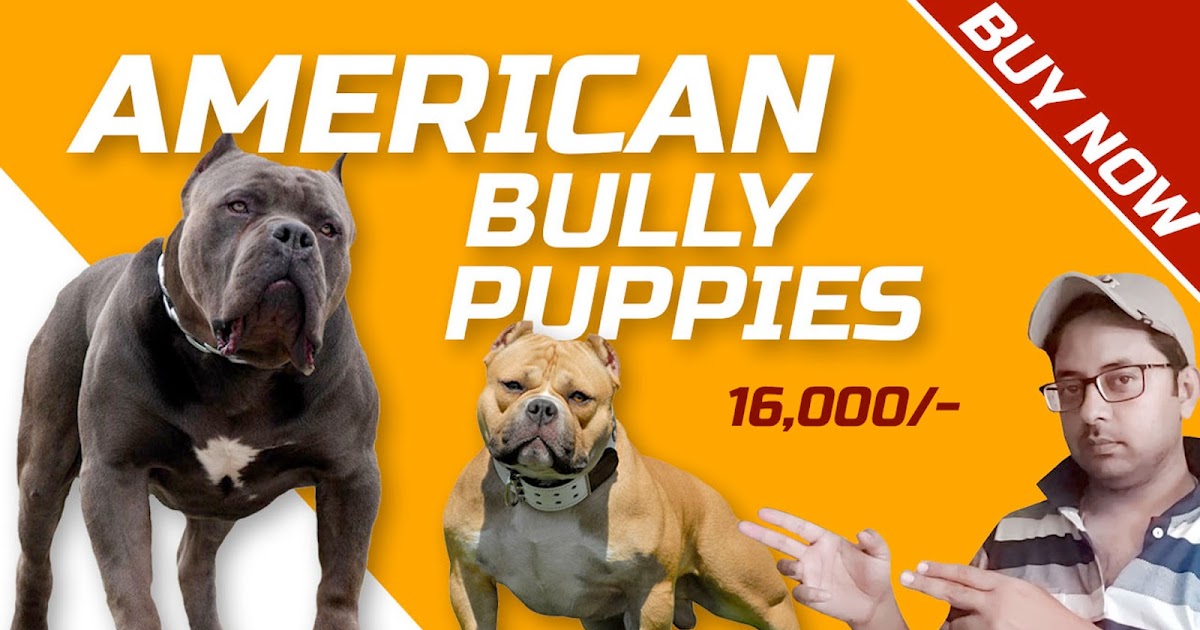 American Bully Standards Chart