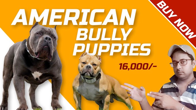 American Bully Puppy In Jalandhar And Chandigarh
