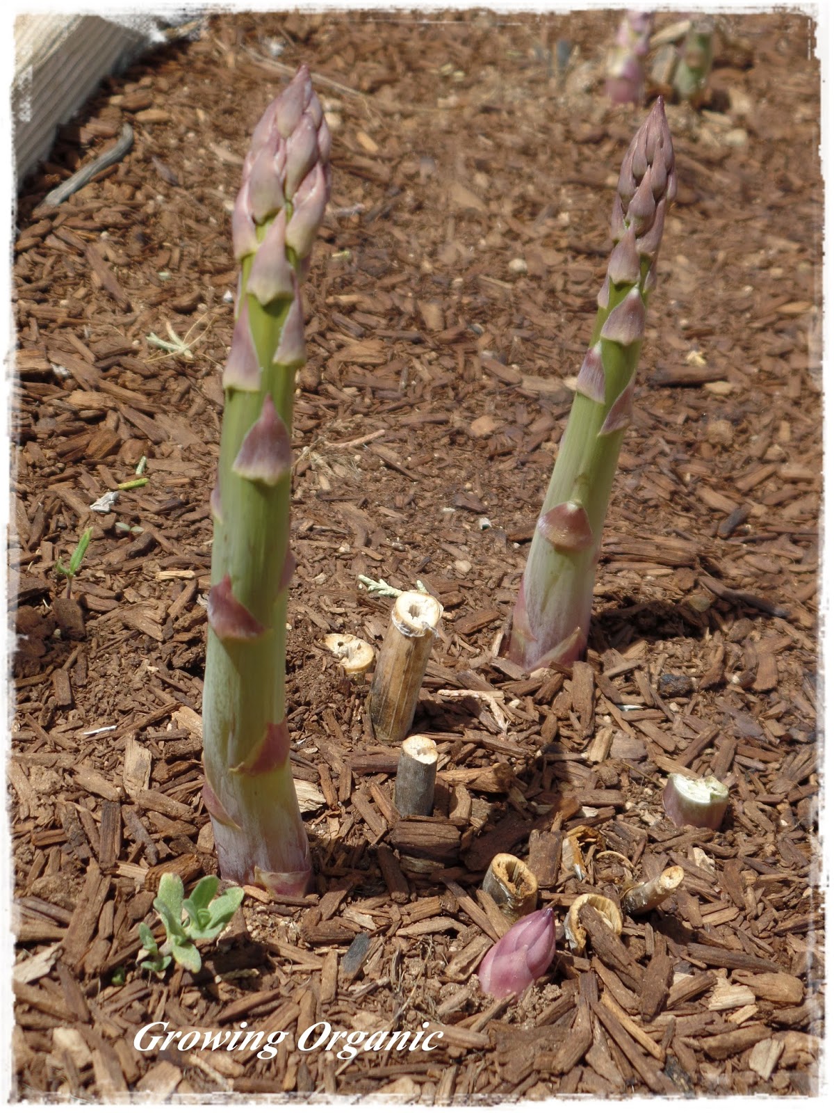 Growing Organic Growing Asparagus