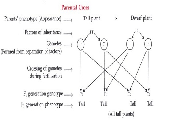 Gene def here1 - आनुवांशिकी मानव के वंशानुगत गुणों को कैसे परिभाषित करती है