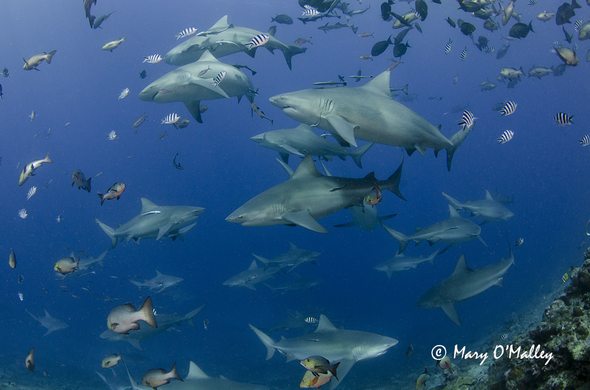 The Best Shark Dive in the World! Shark Photographers behold!
