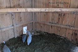 grass bedding coop clippings dried fowl