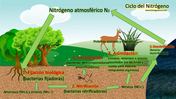 Bióloga Elena: Ciclo del nitrógeno