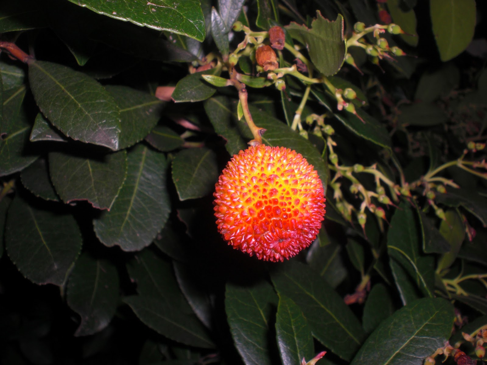 Perfumes y luces de Extremadura: Madroño. Arbutus unedo. Especial Navidad.