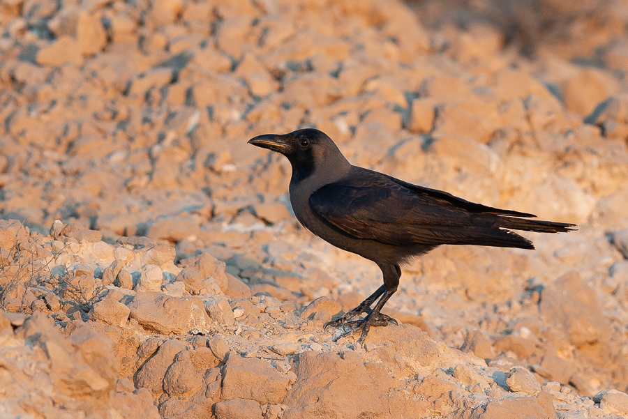 Birds of Saudi Arabia Two invasive species commoner Dhahran