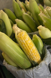 Corn farming in Uganda Africa