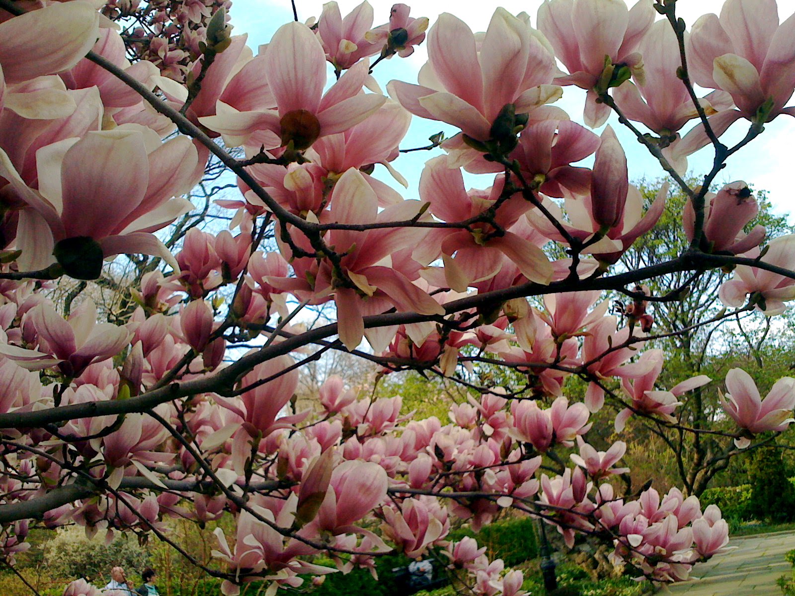 Magnolia Sweet Smelling Spring Flowers On A Tree