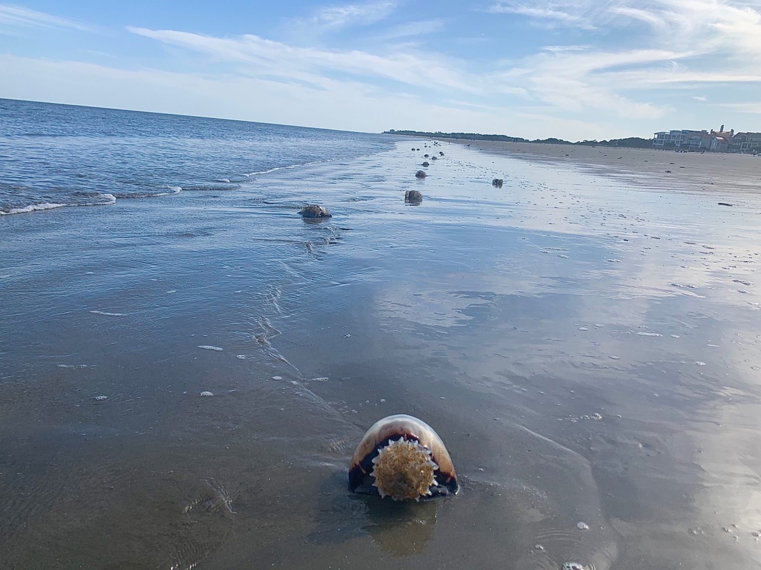 Sciency Thoughts Large numbers of Cannonball Jellyfish stranding on