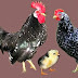 Κοτες Ancona chickens