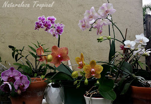 Colección de orquídeas del género Phalaenopsis 