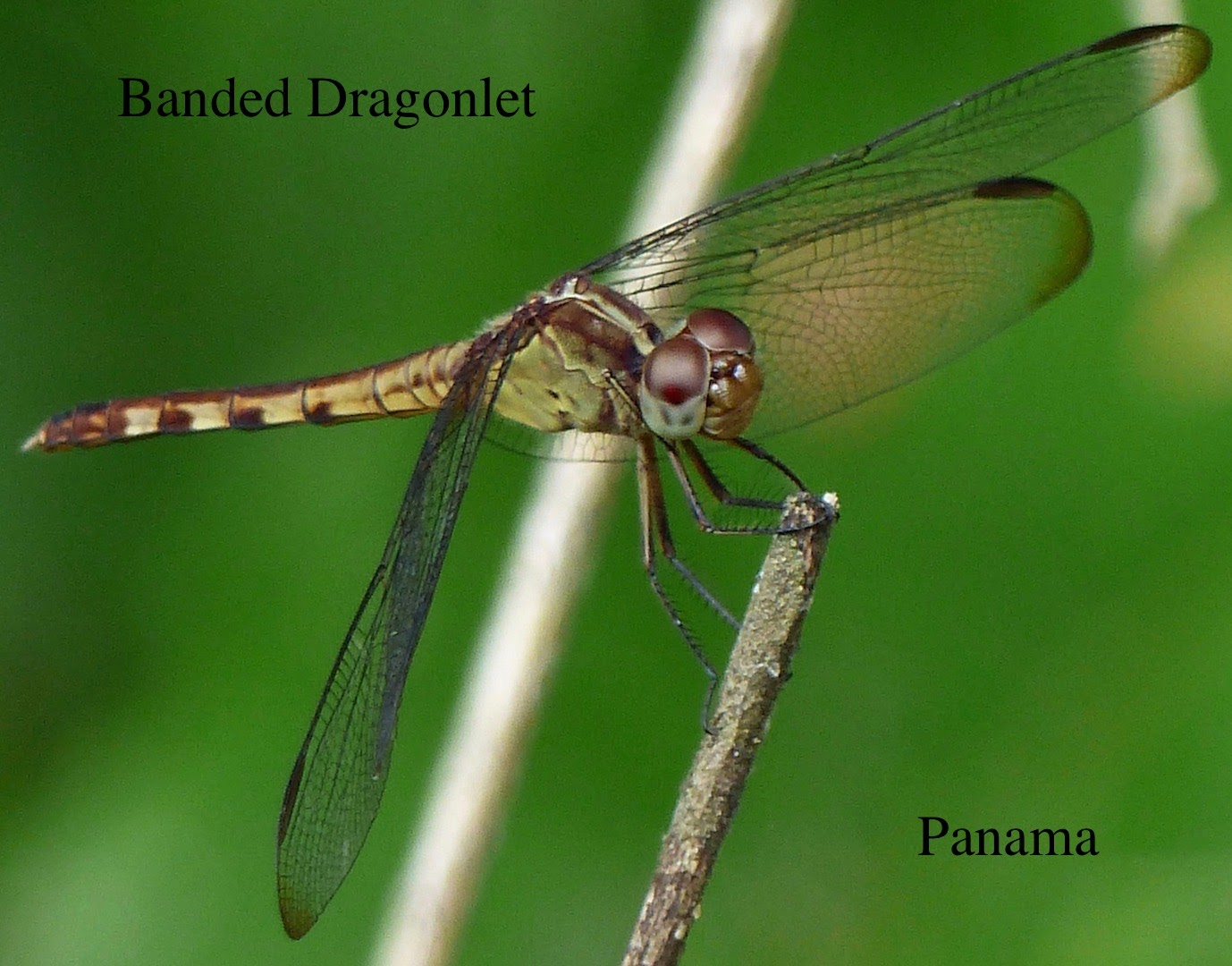 Into the Woods and Elsewhere Dragonflies and butterflies