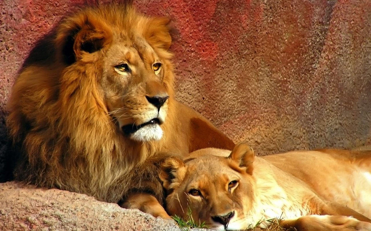 Lion wallpapers for pc