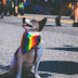 How to Make Your Pet Eco Friendly