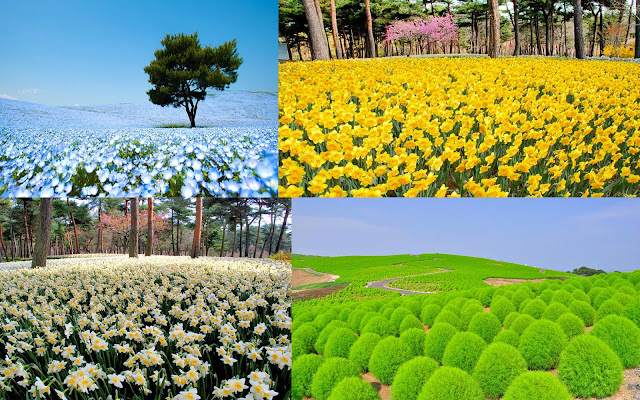 alt="Hitachi seaside park,japan,travelling,japan travelling,most beautiful park"