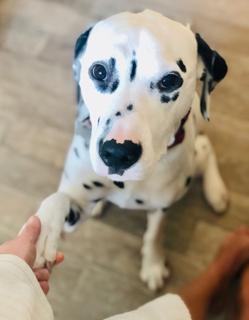 Dalmatian - Dogs in Pregnancy