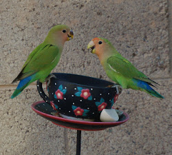 bird birds feeding lovebirds parrot wallpapers yellow lovebird orange captured moments hunt while were check