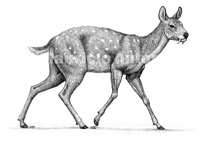 moschidae extinct Micromeryx