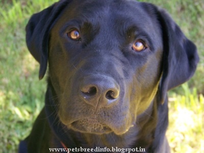 Labrador Dog HD Wallpaper Free Download | All About Dogs