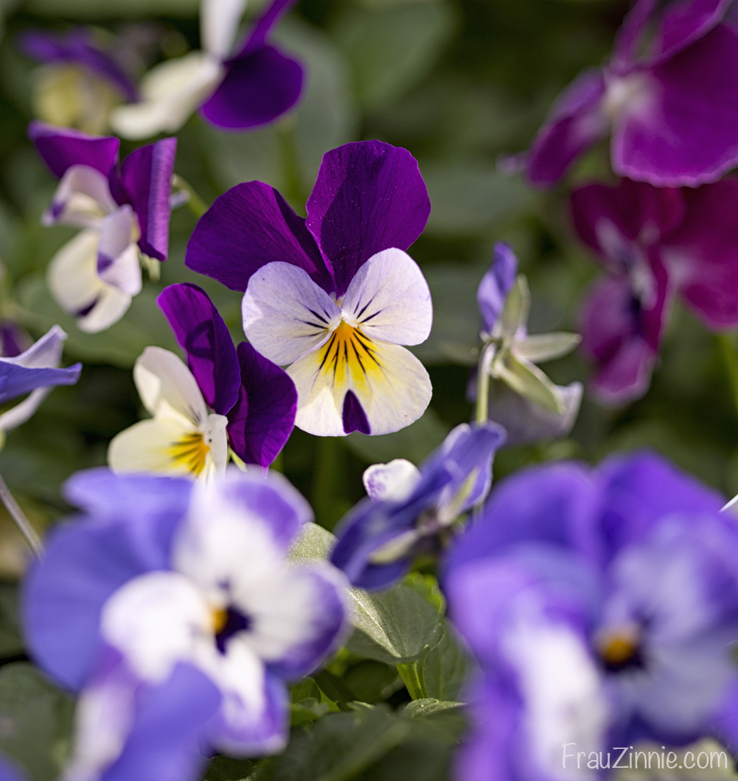 How to grow violas and pansies from seed Frau Zinnie