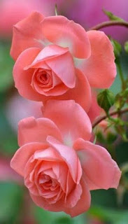 flores-de-petalos-de-color-rosa