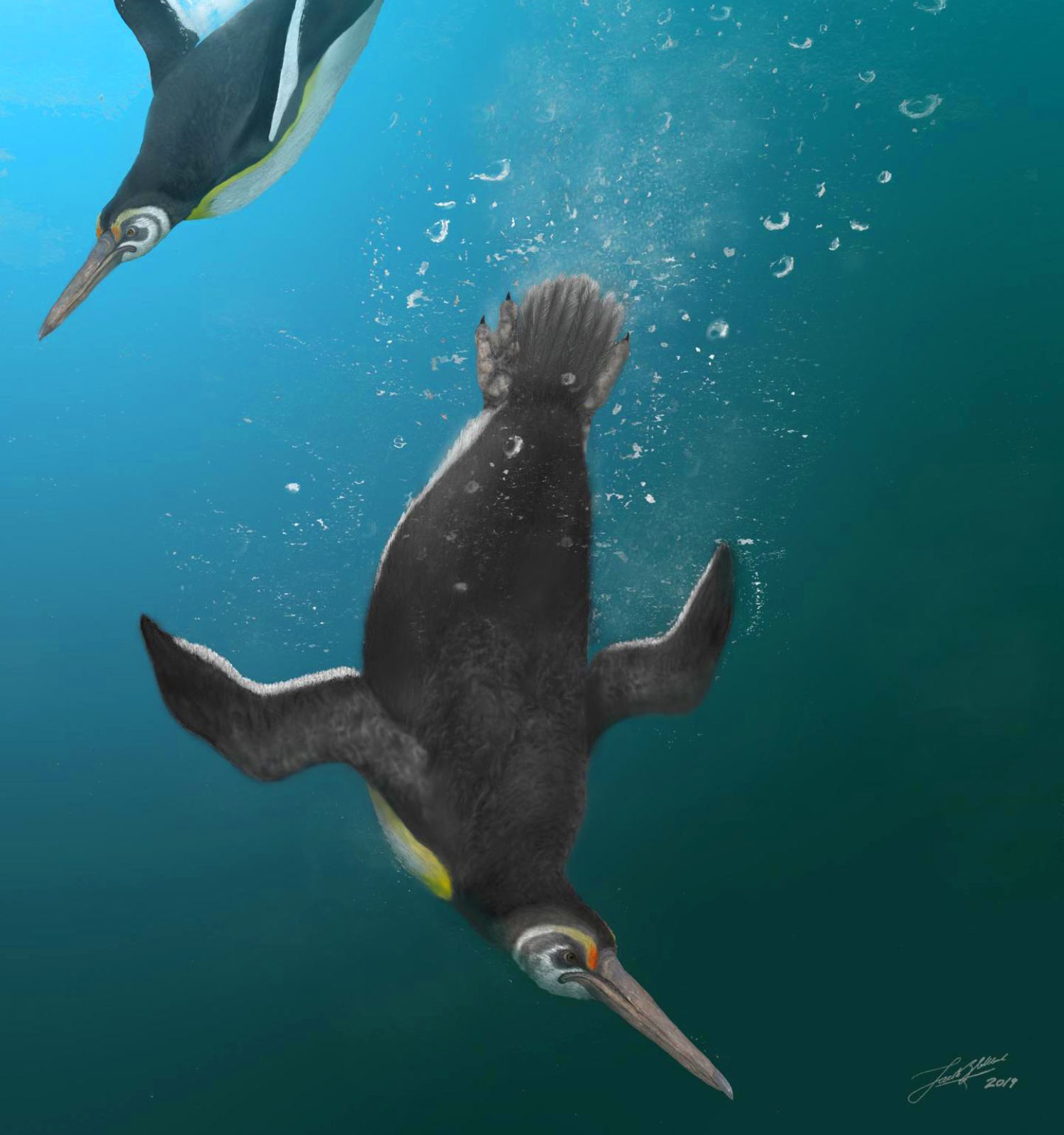 Species New to Science [PaleoOrnithology • 2019] Kupoupou stilwelli