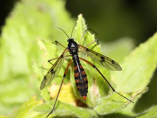 ptychopteridae