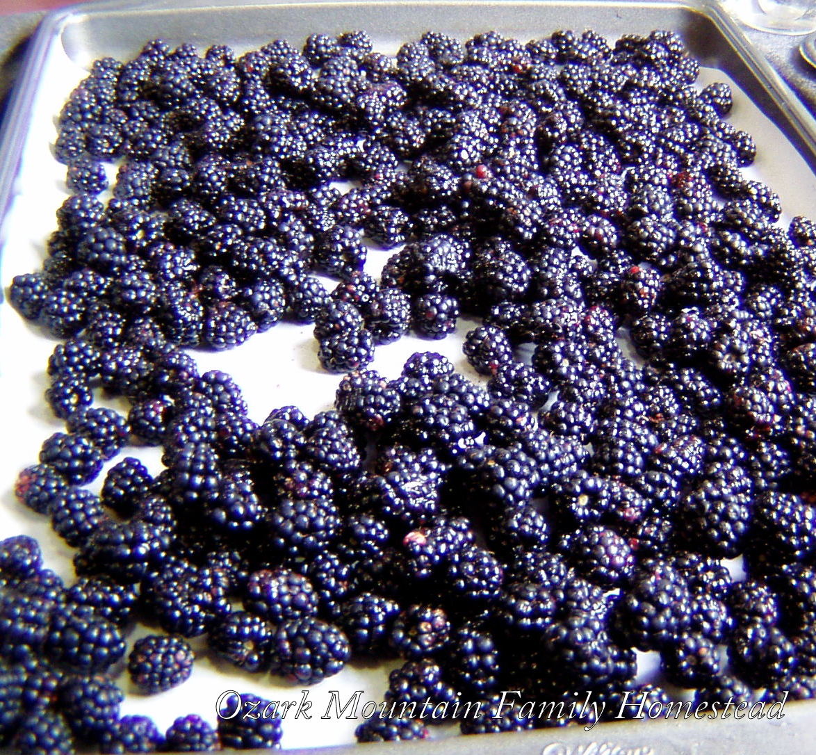 Ozark Mountain Family Homestead Canning Blackberries