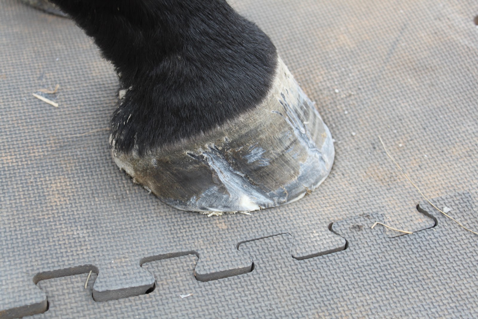 Springstone Horses Repairing Hoof Cracks