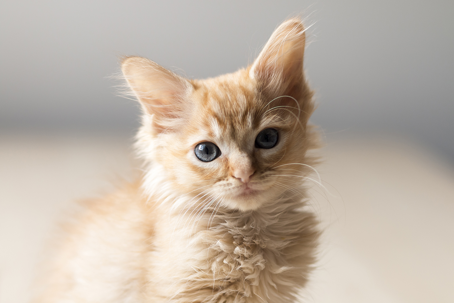 Kitten Season is Coming Desex your Cats! Australian Cat Lover