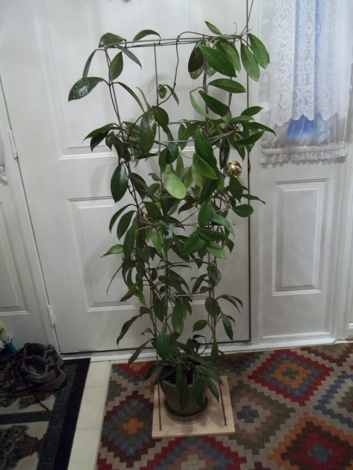 Ancient Hoyas HOW BIG CAN YOUR HOYA GROW