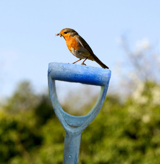 Gardening Matters Why do Birds Suddenly Appear?