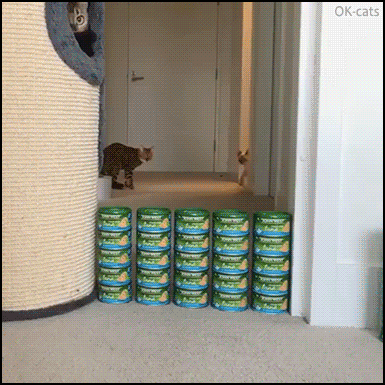 Level up Challenge • And now it's time to conquer the Great wall of tuna! l Level 13, well done kitty. Level up Challenge • And now it's time to conquer the Great wall of tuna! l Level 13, well done kitty.