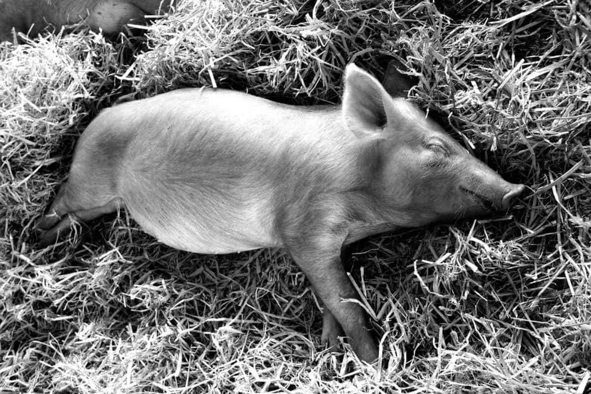 Warum das Schwein weinte - Fabel von Iwan Krylow 