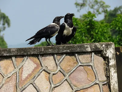 Uganda Birds: Pied Crow