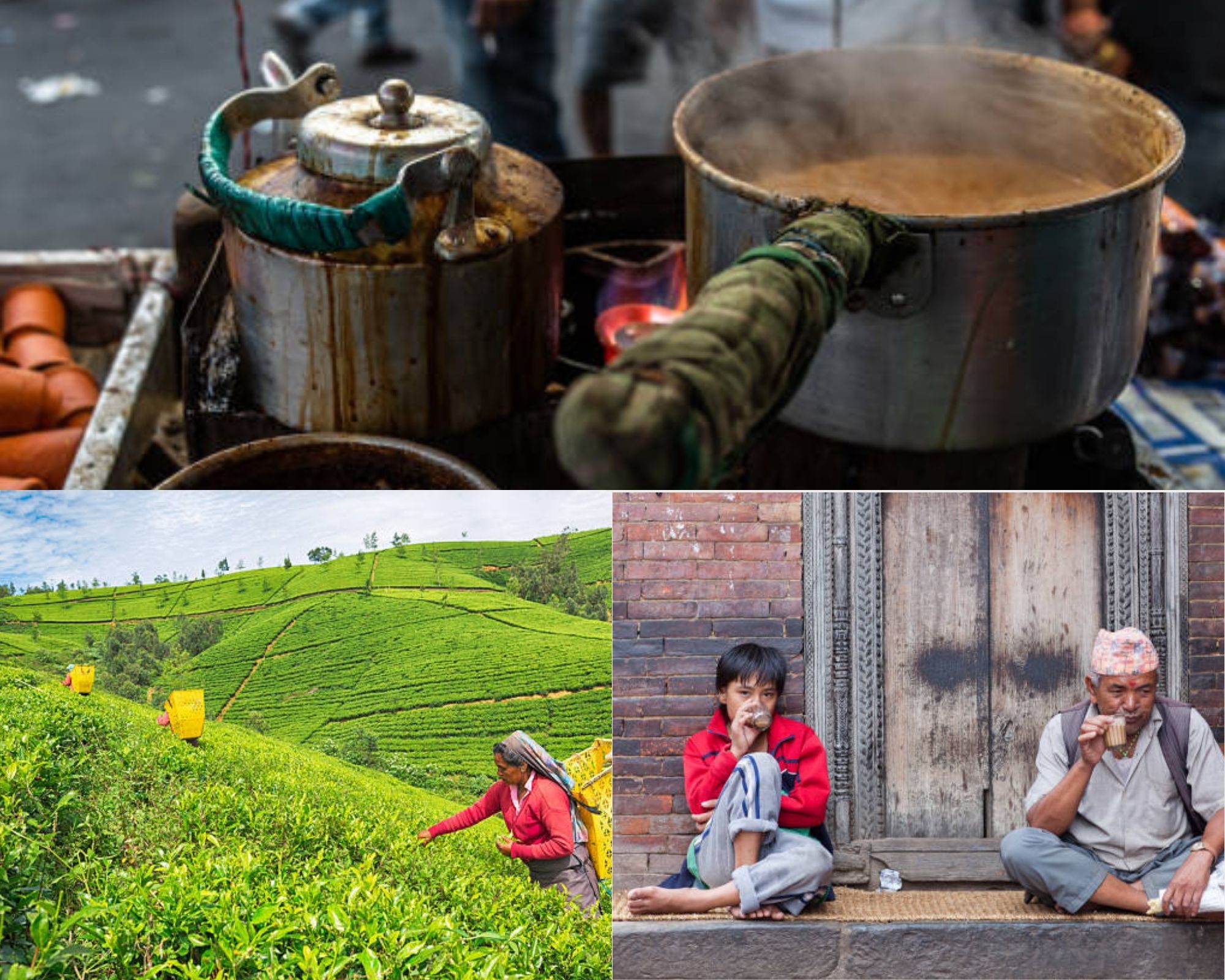 STORY OF TEA THE STARTING POINT OF TEA