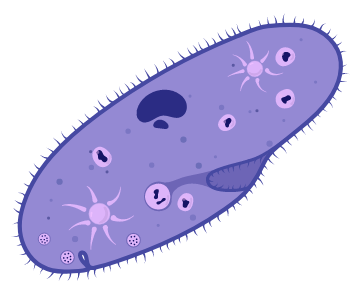 examples-of-prokaryotes-and-eukaryotes