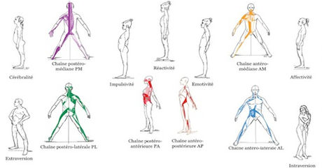 Classificação das Cadeias Musculares - Faça Fisioterapia